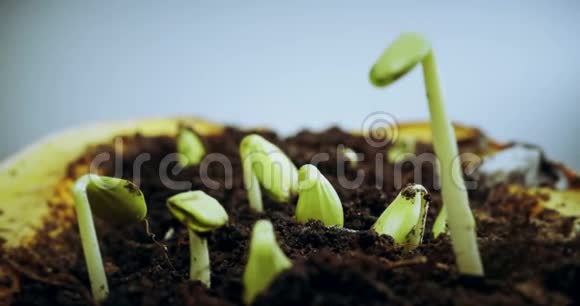 小植株在盆栽中生长芽萌发过程在白色背景上分离春季时间流逝新生视频的预览图