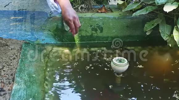 在手工制作的池塘里游泳的海龟人类的手在扔食物视频的预览图
