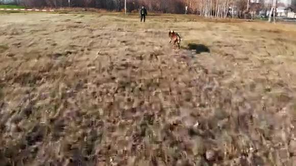 一只受过训练的狗在驯兽师身上奔跑咬着他的手臂视频的预览图