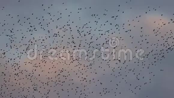 乌鸦在夜空中缓慢地飞翔视频的预览图
