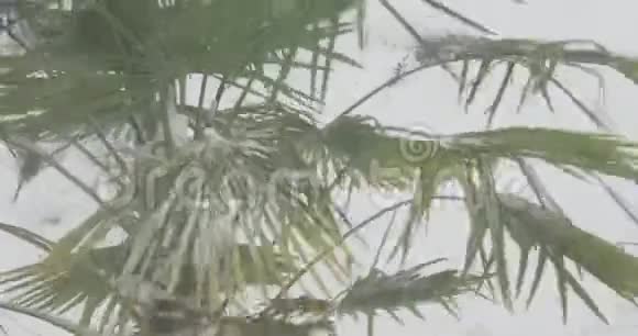 维多利亚州暴风雪中的棕榈树视频的预览图
