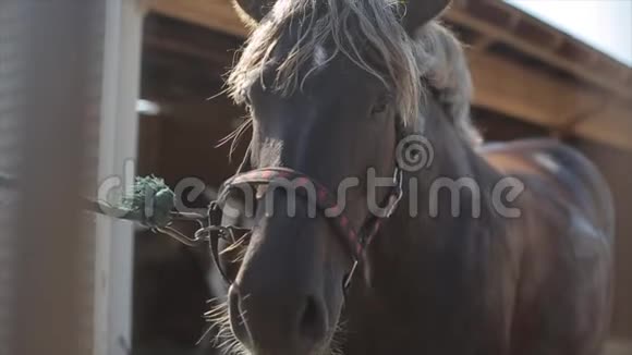 一匹棕色马头的特写系在马场马厩的柱子上正面观点视频的预览图