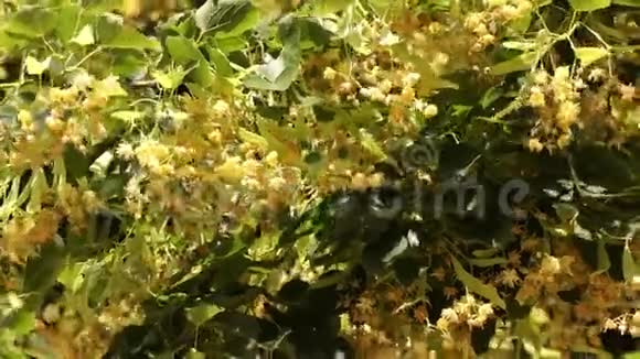 开花的蜂蜜林登香水和食品工业的材料来源农场和养蜂芳香的自然视频的预览图