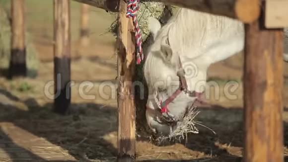 在马场里吃干草的白马头的特写视频的预览图