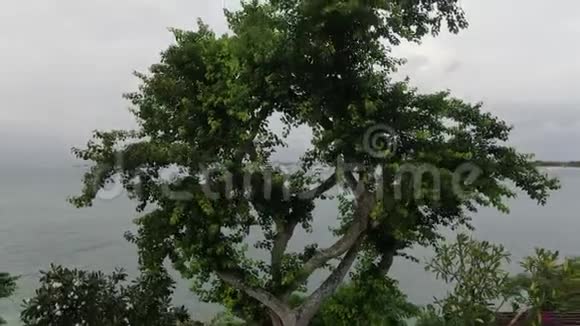 在海滨的一个热带村庄里一个人从一棵树上飞过视频的预览图