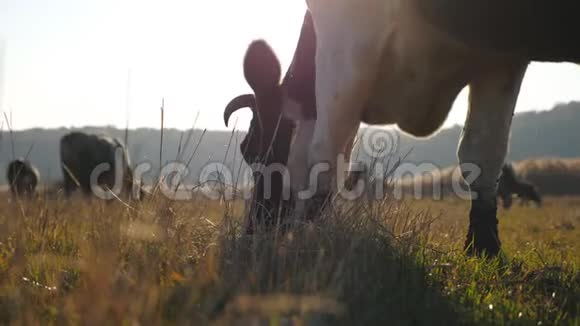 奶牛在草坪上吃新鲜的青草牧场上放牧的牛群阳光下美丽的乡村景观视频的预览图