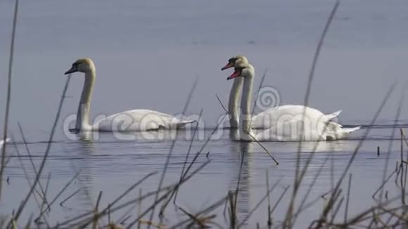 在一个阳光明媚的春天天鹅慢慢地漂浮在湖面上视频的预览图