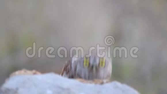 小猫头鹰从石头后面偷看发出声视频的预览图