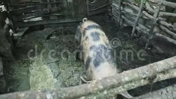 好奇的肮脏的大型成年猪的俯视镜头通过木制围栏视频的预览图