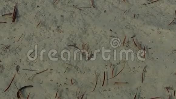 0226tundol波海草在白沙下面视频的预览图