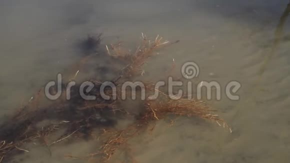 河水带泥水藻视频的预览图