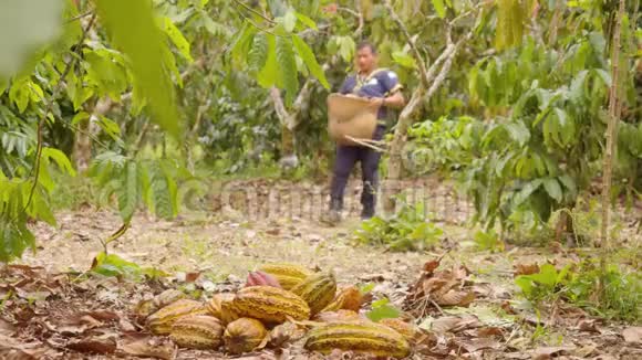 土著工人收获可可水果和打桩视频的预览图