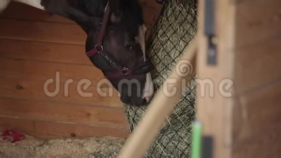 在马场的畜栏里吃干草的黑马的头特写视频的预览图