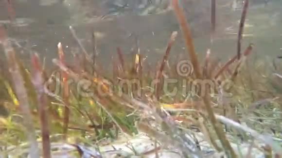 0226seagrass水下淘洗视频的预览图