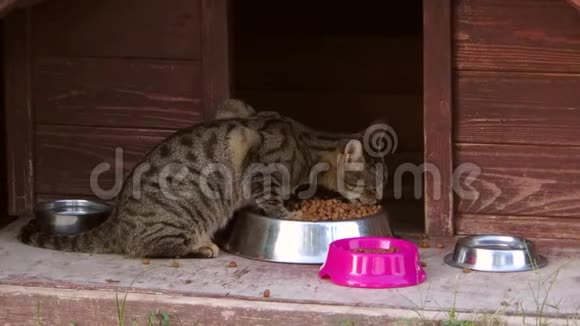 街猫吃它的饲料视频的预览图