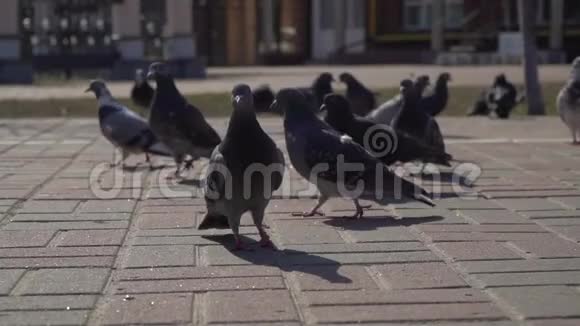 城市道路上的鸽子视频的预览图