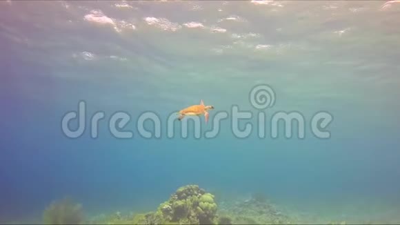 海龟呼吸空气潜水视频的预览图
