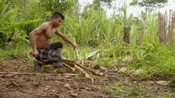 土著人切割甘蔗棒视频的预览图