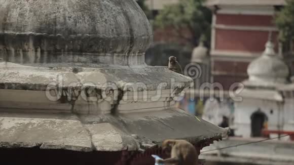 一只野猴子在尼泊尔加德满都市拿着一个塑料袋坐在屋顶上视频的预览图