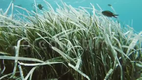 漂白的海草视频的预览图
