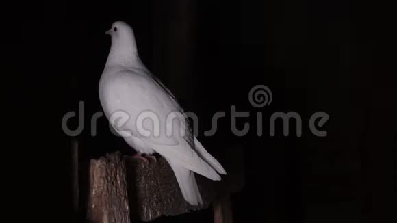 白鸽坐在黑屋子里的栖木上视频的预览图