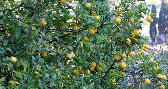 美丽的柠檬树有许多柠檬水果视频的预览图