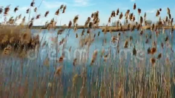 田野里芦苇丛中的一个小湖视频的预览图
