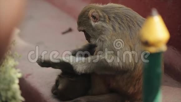 尼泊尔加德满都的一只尼泊尔猴子采摘虱子从另一只猴子身上跳蚤视频的预览图