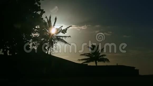 强风摇动椰子棕榈叶的轮廓阳光明媚视频的预览图