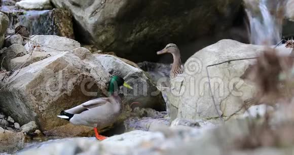几只野鸭在河里洗澡视频的预览图