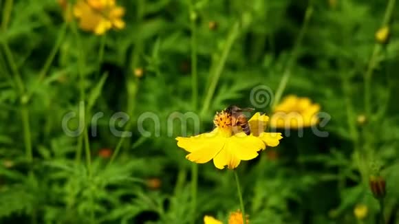 蜜蜂在美丽的黄花上收集花粉视频的预览图
