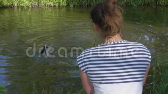 女人看着她的公鸡猎犬在池塘里游泳视频的预览图