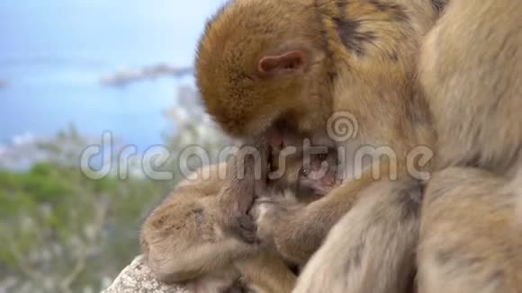 芭比娃娃猕猴护理年轻整个猴子家族在一起视频的预览图