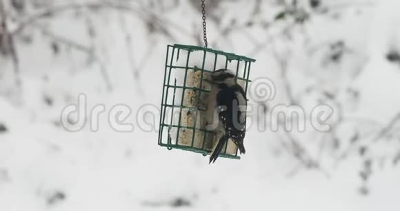 唐氏啄木鸟从喂食器上喂食视频的预览图