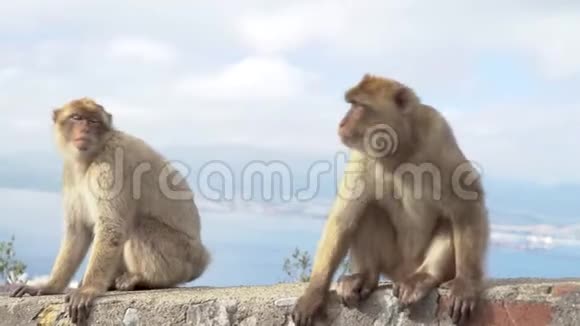在直布罗陀半岛游客面前炫耀的墙上的巴巴里猕猴视频的预览图