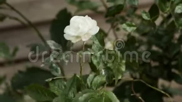 单瓣白色玫瑰花有翅膀吹视频的预览图