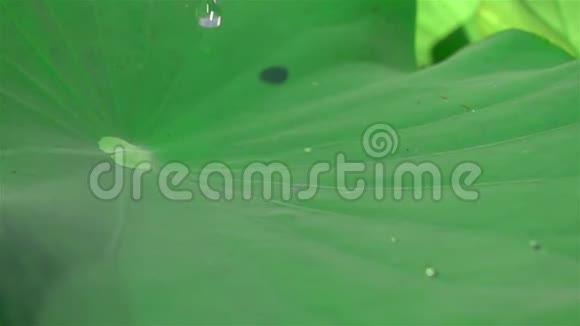 荷叶在阳光下的水滴视频的预览图