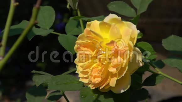 晴天黄玫瑰和绿叶的水滴视频的预览图