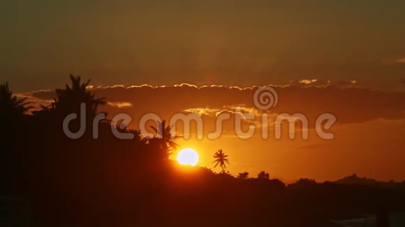 近景大黄日落在海滨棕榈树后的剪影视频的预览图