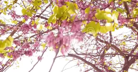 春天的树开着粉红色的花枝上开着杏花风动着蓝天上开着每天的花视频的预览图