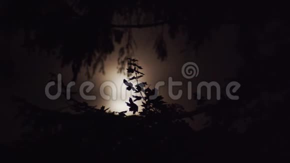 当月亮在聚焦的树叶后面移动时视频的预览图