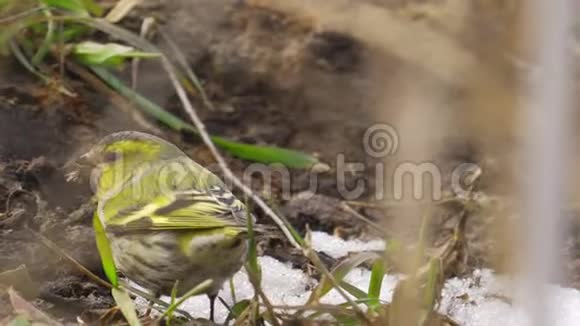 鸟欧亚的Siskin尖刺在茂密的干草中行走在地面上寻找年轻的芽并吃它们视频的预览图