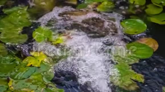 水流缓慢地流入荷塘视频的预览图