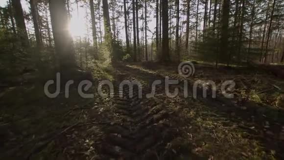 森林中的日出揭示了砍倒树木后的泥土中的卡车轮胎痕迹视频的预览图