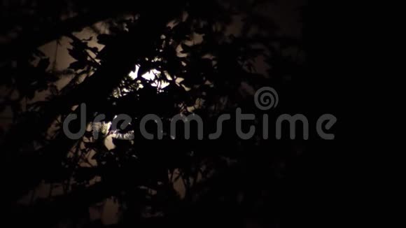 月亮带着一部恐怖电影的感觉视频的预览图