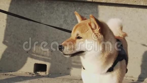 石坝英奴漂亮的狗是用皮带繁殖的视频的预览图