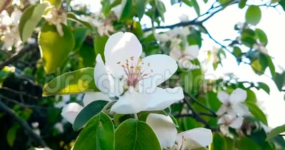 春天的树开着白色的花在树枝的背景上开着杏花在日落的天空上每天都有阳光视频的预览图