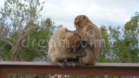 野生的铁栏杆上有一只巴巴里的猕猴在小径旁边为游客服务英译汉1的皮毛互相清洁视频的预览图