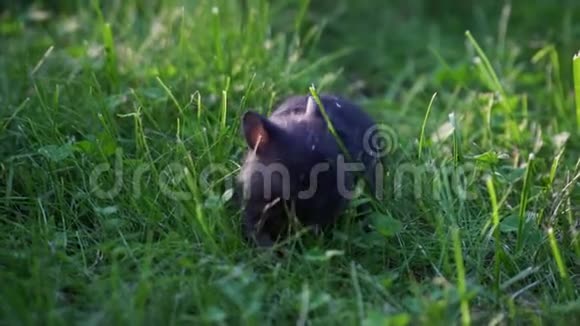 吃草的小宠物仓鼠视频的预览图