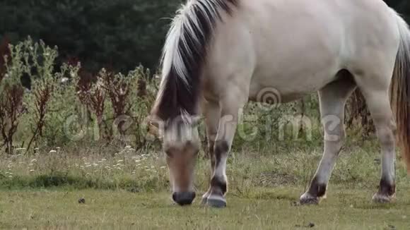 浅棕色的马在牧场和一个放牧视频的预览图
